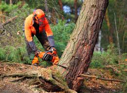 How Our Tree Care Process Works  in American Falls, ID